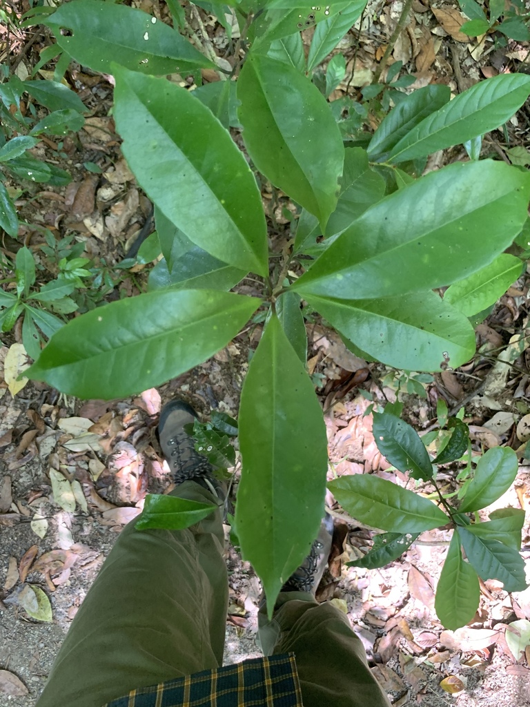 Symplocos puberula