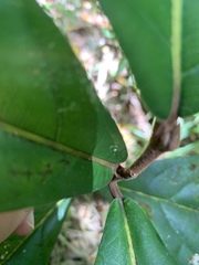 Cryptocarya hypospodia