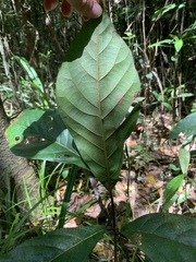 Cryptocarya hypospodia