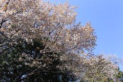 Prunus jamasakura