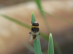 Phytomia