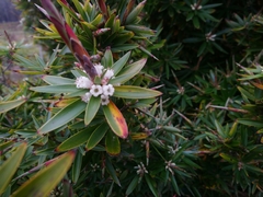 Cyathodes platystoma