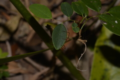 Dimidamus dimidiatus