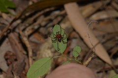 Dimidamus dimidiatus