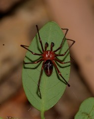 Dimidamus dimidiatus