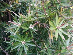 Cyathodes platystoma