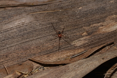 Dimidamus dimidiatus
