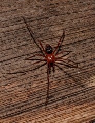 Dimidamus dimidiatus
