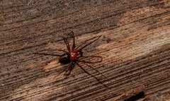 Dimidamus dimidiatus