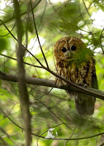View observation of {o.common_name} on iNaturalist