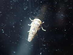 Idiocerus herrichii
