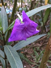 Ruellia simplex