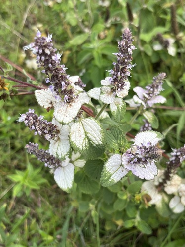 Platostoma rotundifolium, 2025-08-22