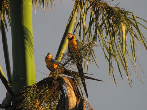 Blue-and-yellow Macaw