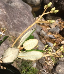 Olearia allomii