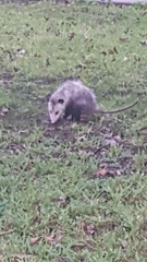 Didelphis virginiana