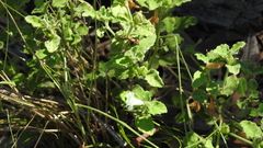 Dipteracanthus australasicus corynothecus