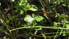 Dipteracanthus australasicus corynothecus