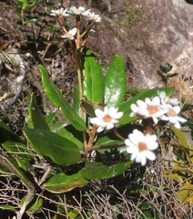 Olearia allomii