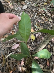 Chionanthus ramiflorus