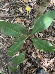 Chionanthus ramiflorus