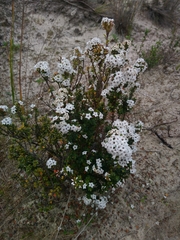 Epacris myrtifolia