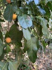 Diospyros hebecarpa