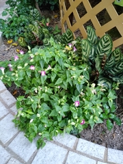Torenia fournieri