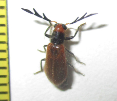 Enopliinae