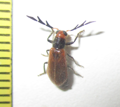 Enopliinae