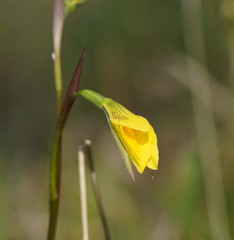 Diuris chryseopsis
