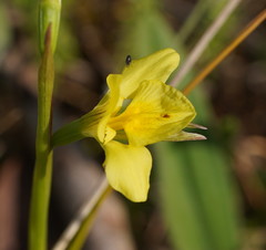Diuris chryseopsis