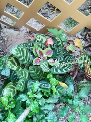 Coleus scutellarioides