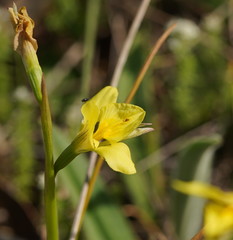 Diuris chryseopsis