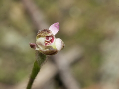 Caladenia bartlettii