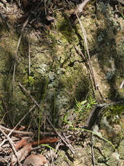 Caladenia bartlettii