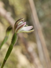 Caladenia bartlettii