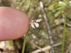 Caladenia bartlettii