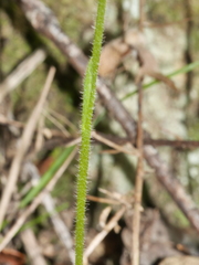 Caladenia bartlettii