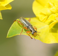 Lemidia subaenea