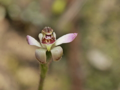 Caladenia bartlettii