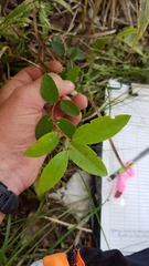 Gaultheria paniculata