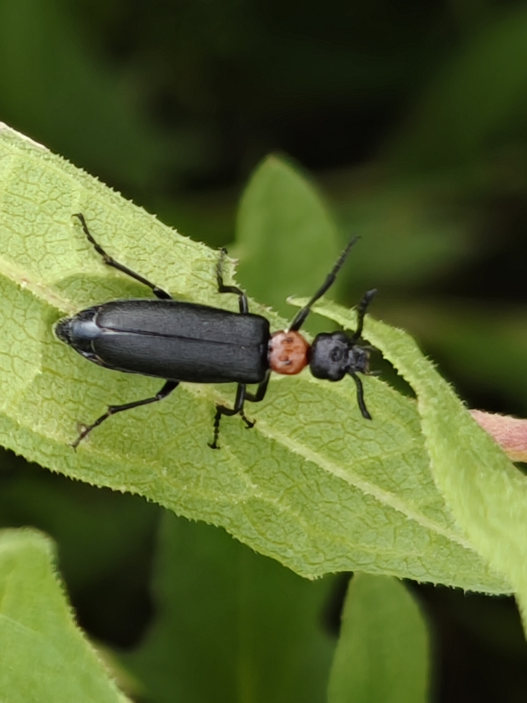 Lytta bipuncticollis