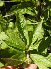 Eupatorium cannabinum