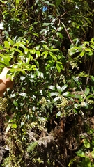 Gaultheria paniculata