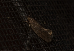 Syncometes vilis