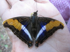 Doxocopa laure laure