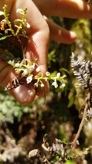 Gaultheria paniculata