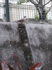 Streptopelia chinensis