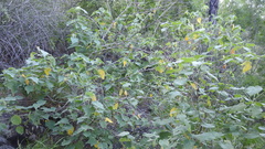 Abutilon micropetalum